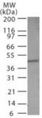 Caspase 1 antibody, GTX14368, GeneTex, Western Blot image 