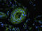 Aldehyde Dehydrogenase 1 Family Member L1 antibody, orb341235, Biorbyt, Immunofluorescence image 
