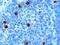 Docking Protein 5 antibody, NB100-1463, Novus Biologicals, Immunohistochemistry frozen image 