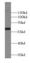 Amylase Alpha 2B (Pancreatic) antibody, FNab00381, FineTest, Western Blot image 