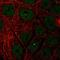Negative elongation factor C/D antibody, HPA050641, Atlas Antibodies, Immunocytochemistry image 