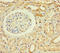 Zinc Finger Protein 221 antibody, LS-C394993, Lifespan Biosciences, Immunohistochemistry paraffin image 