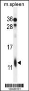 Ribosomal Protein L39 antibody, 55-660, ProSci, Western Blot image 
