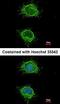 NADH dehydrogenase [ubiquinone] iron-sulfur protein 4, mitochondrial antibody, orb73686, Biorbyt, Immunofluorescence image 