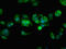 Homeodomain Interacting Protein Kinase 3 antibody, LS-C671550, Lifespan Biosciences, Immunofluorescence image 