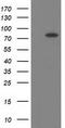 Butyrylcholinesterase antibody, CF502288, Origene, Western Blot image 