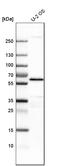YES Proto-Oncogene 1, Src Family Tyrosine Kinase antibody, HPA026480, Atlas Antibodies, Western Blot image 