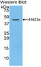 Apolipoprotein C2 antibody, LS-C300800, Lifespan Biosciences, Western Blot image 