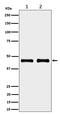 NADH dehydrogenase [ubiquinone] iron-sulfur protein 2, mitochondrial antibody, M05618-1, Boster Biological Technology, Western Blot image 