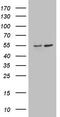Angiopoietin Like 1 antibody, TA806295, Origene, Western Blot image 