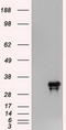 NOG antibody, CF500028, Origene, Western Blot image 