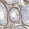 Collagen alpha-1(VI) chain antibody, NBP1-91195, Novus Biologicals, Immunohistochemistry frozen image 