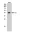Mitochondrial Ribosomal Protein S35 antibody, A13823, Boster Biological Technology, Western Blot image 