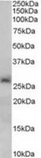 NAD-dependent deacetylase sirtuin-3 antibody, TA302609, Origene, Western Blot image 