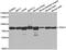 TNF Receptor Associated Protein 1 antibody, MBS128134, MyBioSource, Western Blot image 