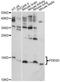 Phosphodiesterase 6D antibody, A14762, ABclonal Technology, Western Blot image 