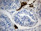 Mitochondria Localized Glutamic Acid Rich Protein antibody, LS-C796113, Lifespan Biosciences, Immunohistochemistry paraffin image 