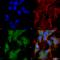 UV Radiation Resistance Associated antibody, SPC-605D-P594, StressMarq, Immunofluorescence image 