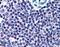 High mobility group protein 20A antibody, TA305740, Origene, Immunohistochemistry paraffin image 