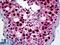 NIMA Related Kinase 2 antibody, LS-B5478, Lifespan Biosciences, Immunohistochemistry frozen image 