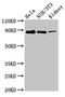 Protein Tyrosine Phosphatase Non-Receptor Type 12 antibody, LS-C671029, Lifespan Biosciences, Western Blot image 
