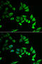 Myozenin 2 antibody, 22-247, ProSci, Immunofluorescence image 