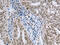 A-Kinase Anchoring Protein 8 antibody, CSB-PA145524, Cusabio, Immunohistochemistry paraffin image 