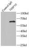 FKBP Prolyl Isomerase 10 antibody, FNab03134, FineTest, Immunoprecipitation image 
