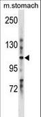 Leucine Rich Repeats And Immunoglobulin Like Domains 1 antibody, LS-C157871, Lifespan Biosciences, Western Blot image 