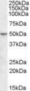 TEA Domain Transcription Factor 2 antibody, GTX47542, GeneTex, Western Blot image 