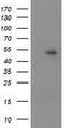 Peroxisome Proliferator Activated Receptor Alpha antibody, TA503541, Origene, Western Blot image 