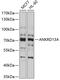 Ankyrin Repeat Domain 13A antibody, 13-637, ProSci, Western Blot image 