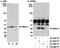 Immunoglobulin Binding Protein 1 antibody, A300-471A, Bethyl Labs, Western Blot image 
