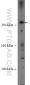 Centrosomal protein of 290 kDa antibody, 22490-1-AP, Proteintech Group, Western Blot image 