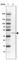 Saccharopine Dehydrogenase (Putative) antibody, HPA050775, Atlas Antibodies, Western Blot image 