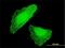 Distal-Less Homeobox 5 antibody, H00001749-M01, Novus Biologicals, Immunofluorescence image 