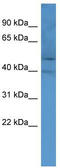 Olfactory Receptor Family 2 Subfamily M Member 2 antibody, TA342718, Origene, Western Blot image 