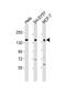 Mastermind Like Transcriptional Coactivator 2 antibody, M03679-1, Boster Biological Technology, Western Blot image 
