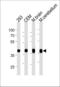 Aldolase, Fructose-Bisphosphate C antibody, LS-B11815, Lifespan Biosciences, Western Blot image 