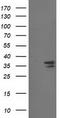 Cyclin Dependent Kinase 2 antibody, CF502833, Origene, Western Blot image 