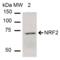 Nrf2 antibody, SPC-711D-A700, StressMarq, Western Blot image 