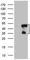 Mitochondrial Ribosomal Protein L19 antibody, CF807409, Origene, Western Blot image 