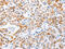 ST2 antibody, CSB-PA929866, Cusabio, Immunohistochemistry paraffin image 