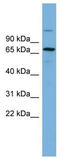 BRCA1 Associated Protein antibody, TA329802, Origene, Western Blot image 