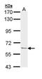Ubiquilin 1 antibody, TA308768, Origene, Western Blot image 
