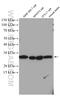 RAN Binding Protein 1 antibody, 27804-1-AP, Proteintech Group, Western Blot image 