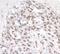 Zinc fingers and homeoboxes protein 1 antibody, A300-243A, Bethyl Labs, Immunohistochemistry frozen image 