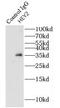 Hairy/enhancer-of-split related with YRPW motif protein 2 antibody, FNab03850, FineTest, Immunoprecipitation image 