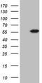 4-Aminobutyrate Aminotransferase antibody, TA806972S, Origene, Western Blot image 
