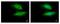 Valosin Containing Protein Interacting Protein 1 antibody, GTX107169, GeneTex, Immunocytochemistry image 